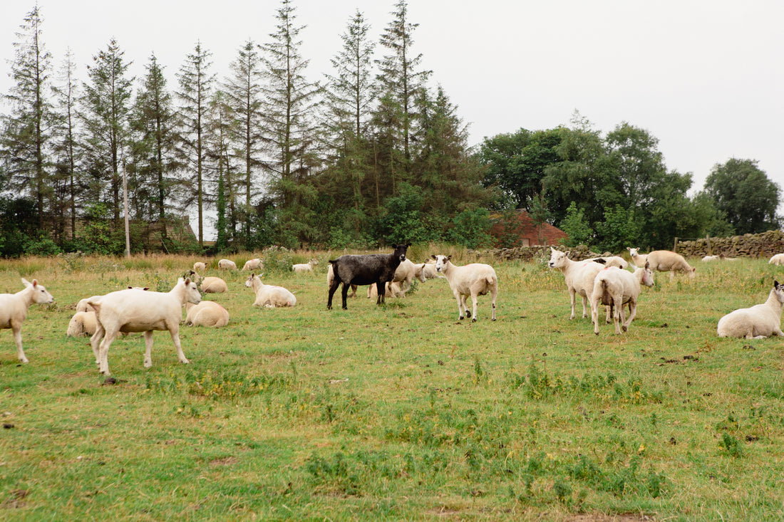 BACK TO THE BIOHUB: REVOLUTIONISING THE FUTURE OF FARMING